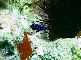 Juvenile Yellowtail Damselfish IMG 3123